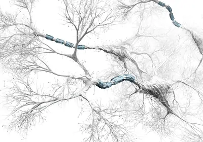 Illustration of neurons in white with myelin in blue